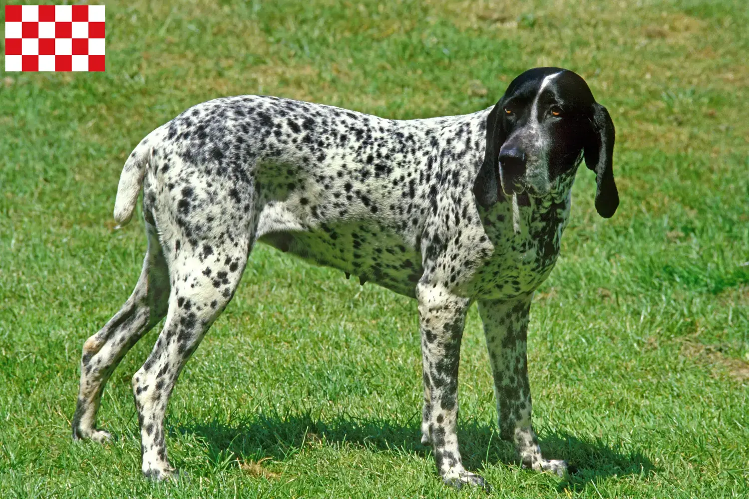 Braque d'Auvergne pups en fokkers Noord-Brabant Zoek fokkers van Braque d'Auvergne in Noord-Brabant.