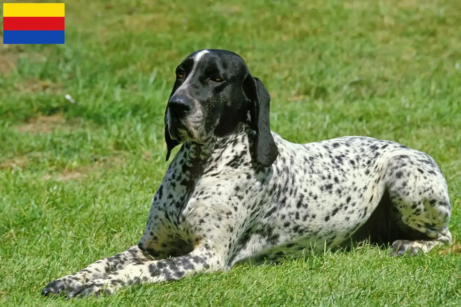Braque d'Auvergne pups en fokkers Noord-Holland Zoek fokkers van Braque d'Auvergne in Noord-Holland.