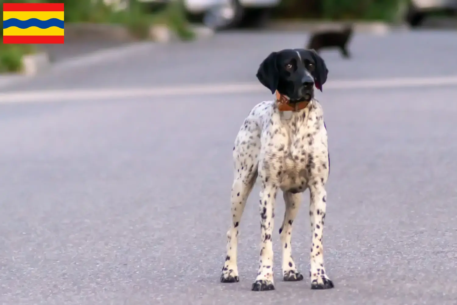 Braque d'Auvergne pups en fokkers Overijssel Zoek naar fokkers van Braque d'Auvergne in Overijssel.