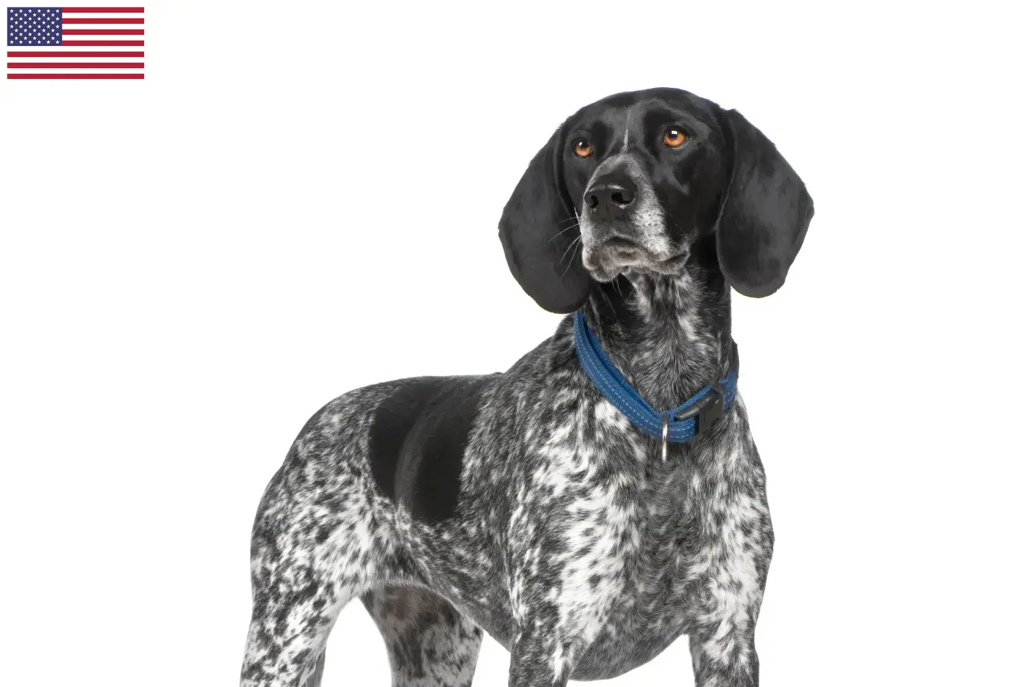 Lees meer over het artikel Braque d’Auvergne fokkers en puppies in de VS