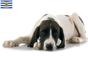 Lees meer over het artikel Braque d’Auvergne fokkers en pups in Zeeland