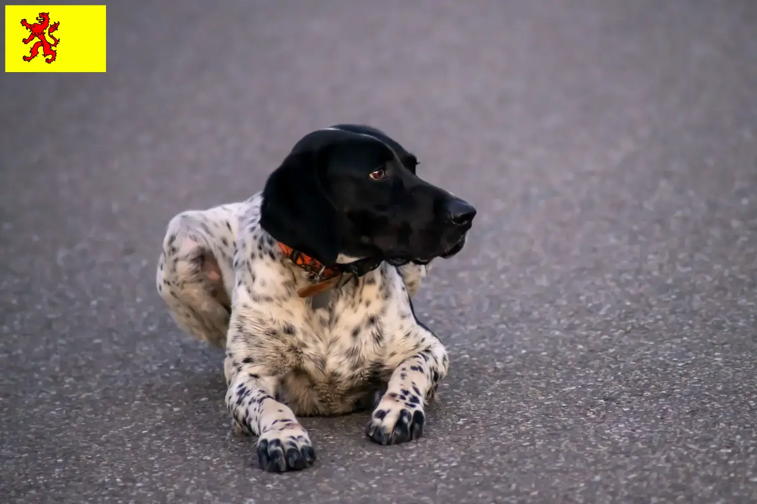 Braque d'Auvergne puppy's en fokkers Zuid-Holland Vind fokkers van Braque d'Auvergne in Zuid-Holland.