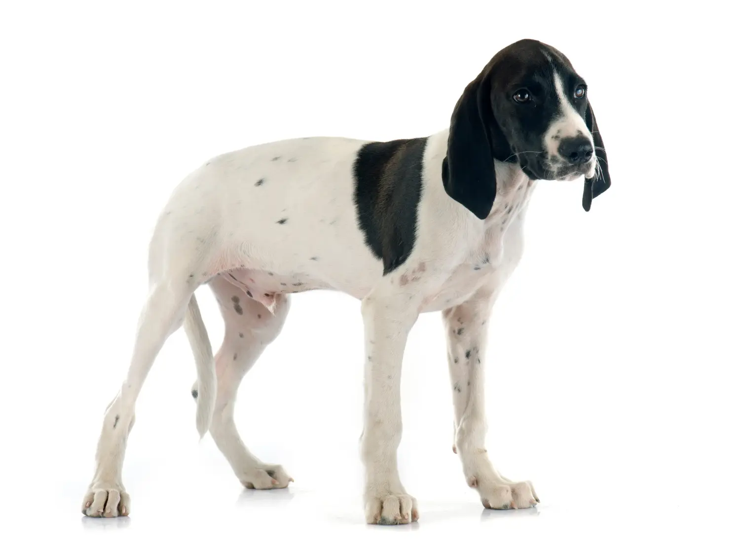 Een Braque d'Auvergne puppy kopen betekent verantwoordelijkheid nemen! Braque d'Auvergne puppy's kopen.