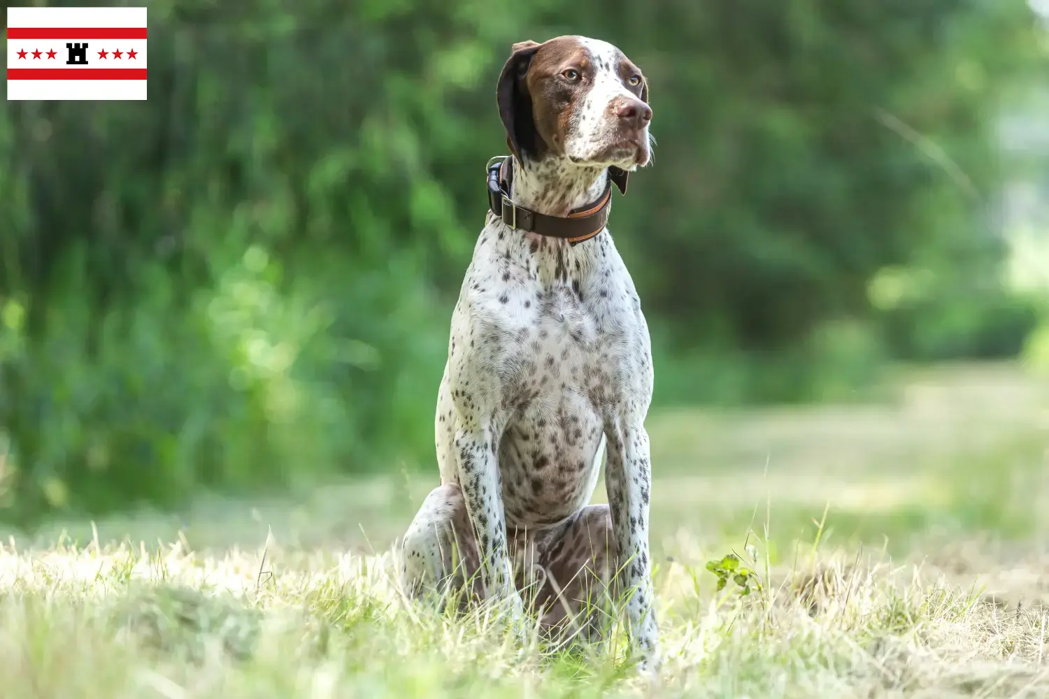 Lees meer over het artikel Braque français type Gascogne fokkers en pups in Drenthe