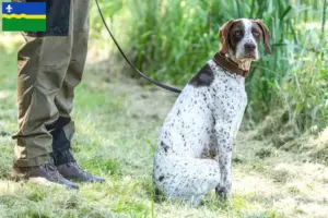 Lees meer over het artikel Braque français type Gascogne fokkers en puppies in Flevoland