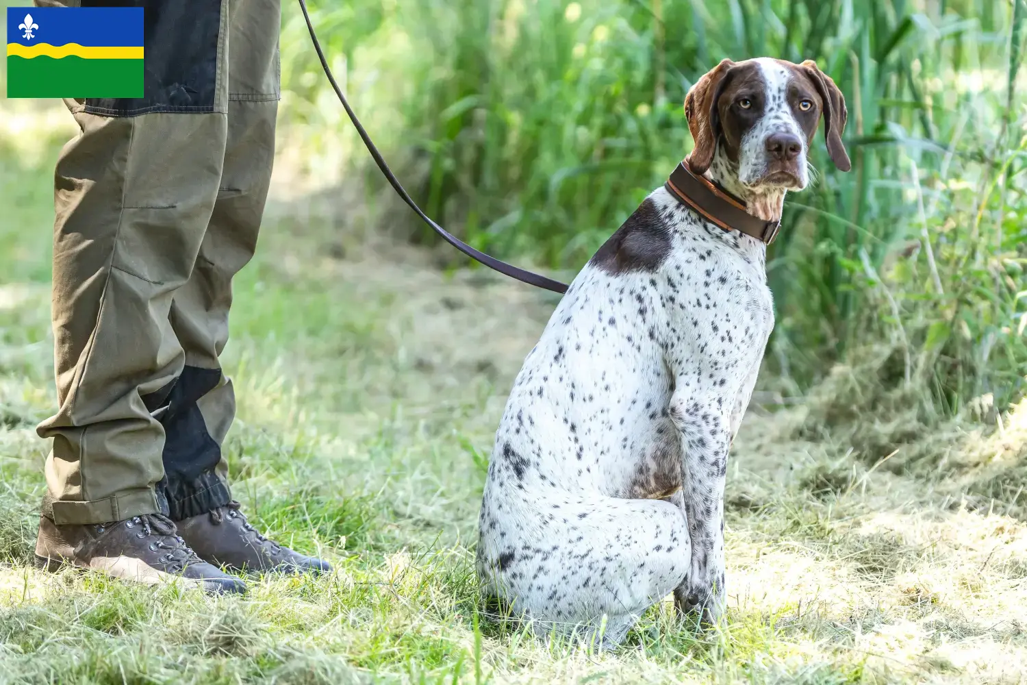 Lees meer over het artikel Braque français type Gascogne fokkers en puppies in Flevoland