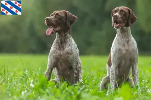 Lees meer over het artikel Braque français type Gascogne fokkers en pups in Friesland