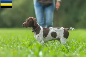 Lees meer over het artikel Braque français type Gascogne fokkers en pups in Gelderland