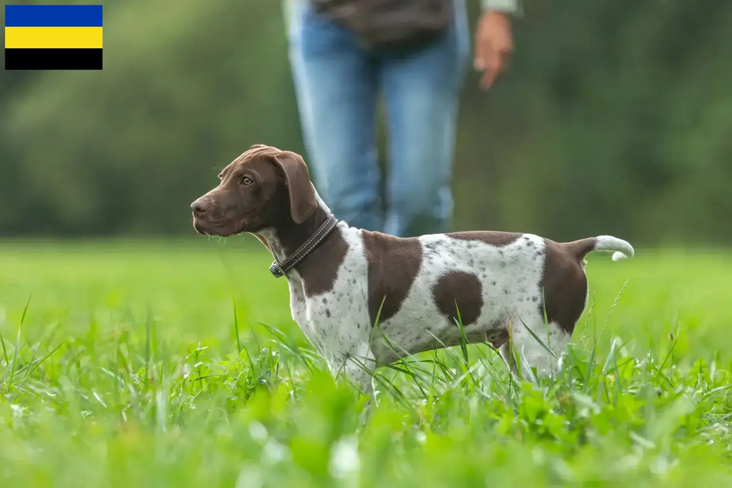Braque français type Gascogne pups en fokkers Gelderland Vind fokkers van Braque français type Gascognes in Gelderland.