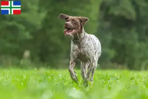 Lees meer over het artikel Braque français type Gascogne fokkers en pups in Groningen