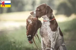 Lees meer over het artikel Braque français type Gascogne fokkers en pups in Limburg