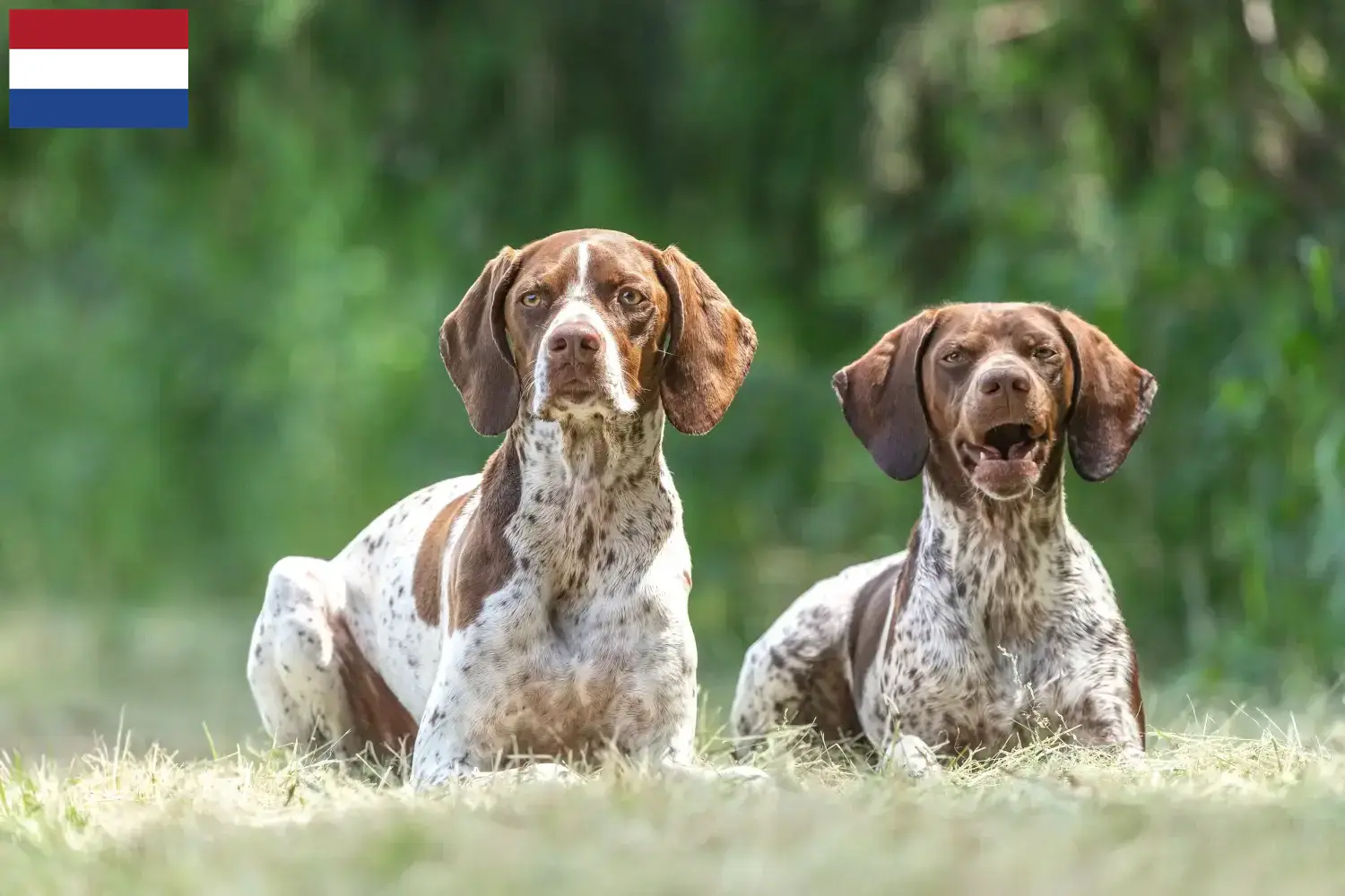 Braque français type Gascogne pups en fokkers Nederland Hier vind je fokkers van Braque français type Gascognes in Nederland.