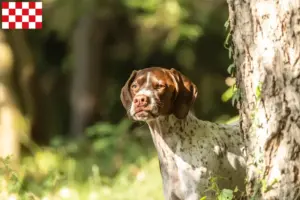 Lees meer over het artikel Braque français type Gascogne fokkers en pups in Noord-Brabant