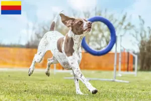 Lees meer over het artikel Braque français type Gascogne fokkers en puppies in Noord-Holland
