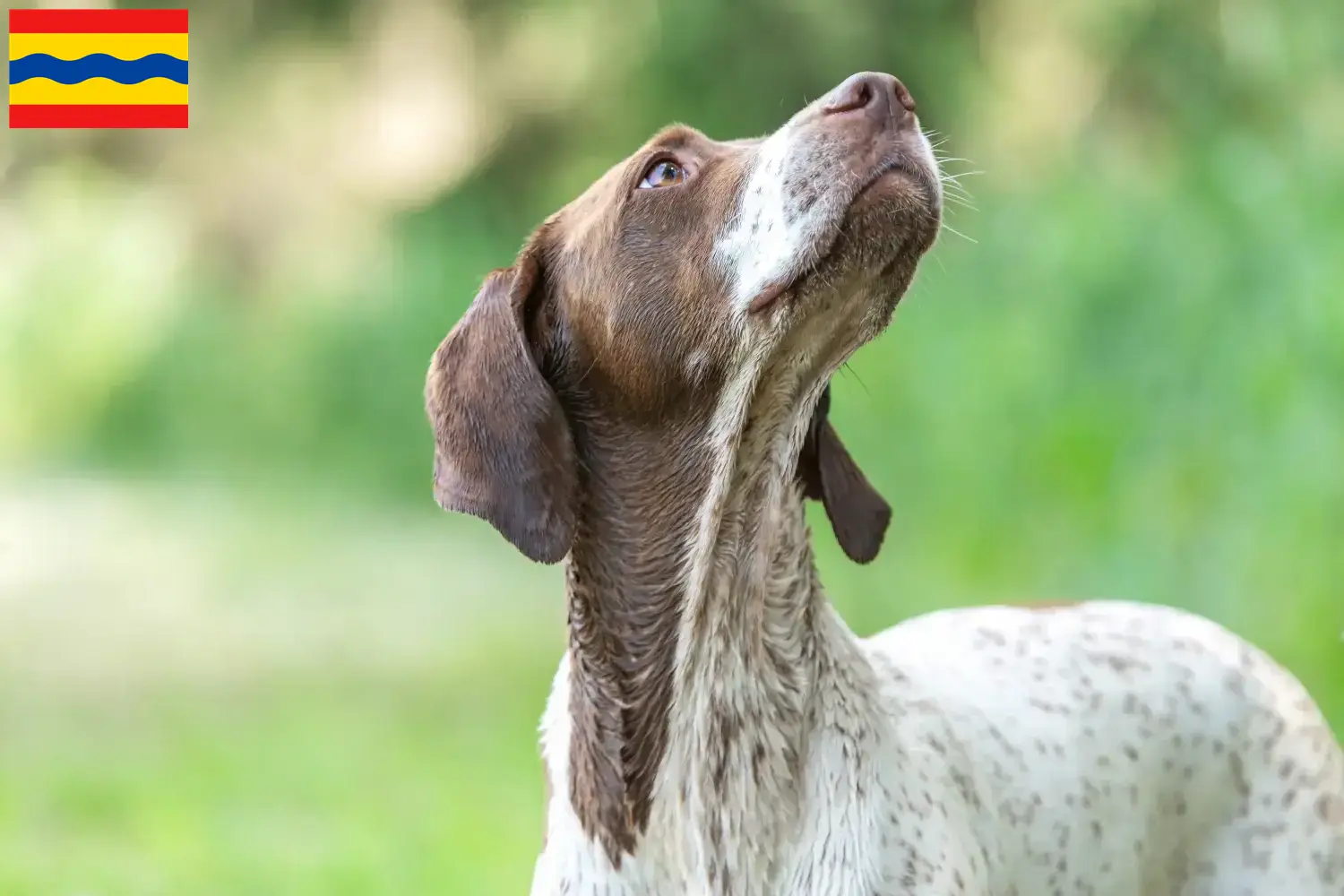 Braque français type Gascogne pups en fokkers Overijssel Vind fokkers van Braque français type Gascognes in Overijssel.