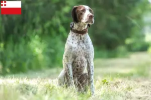 Lees meer over het artikel Braque français type Gascogne fokkers en pups in Utrecht