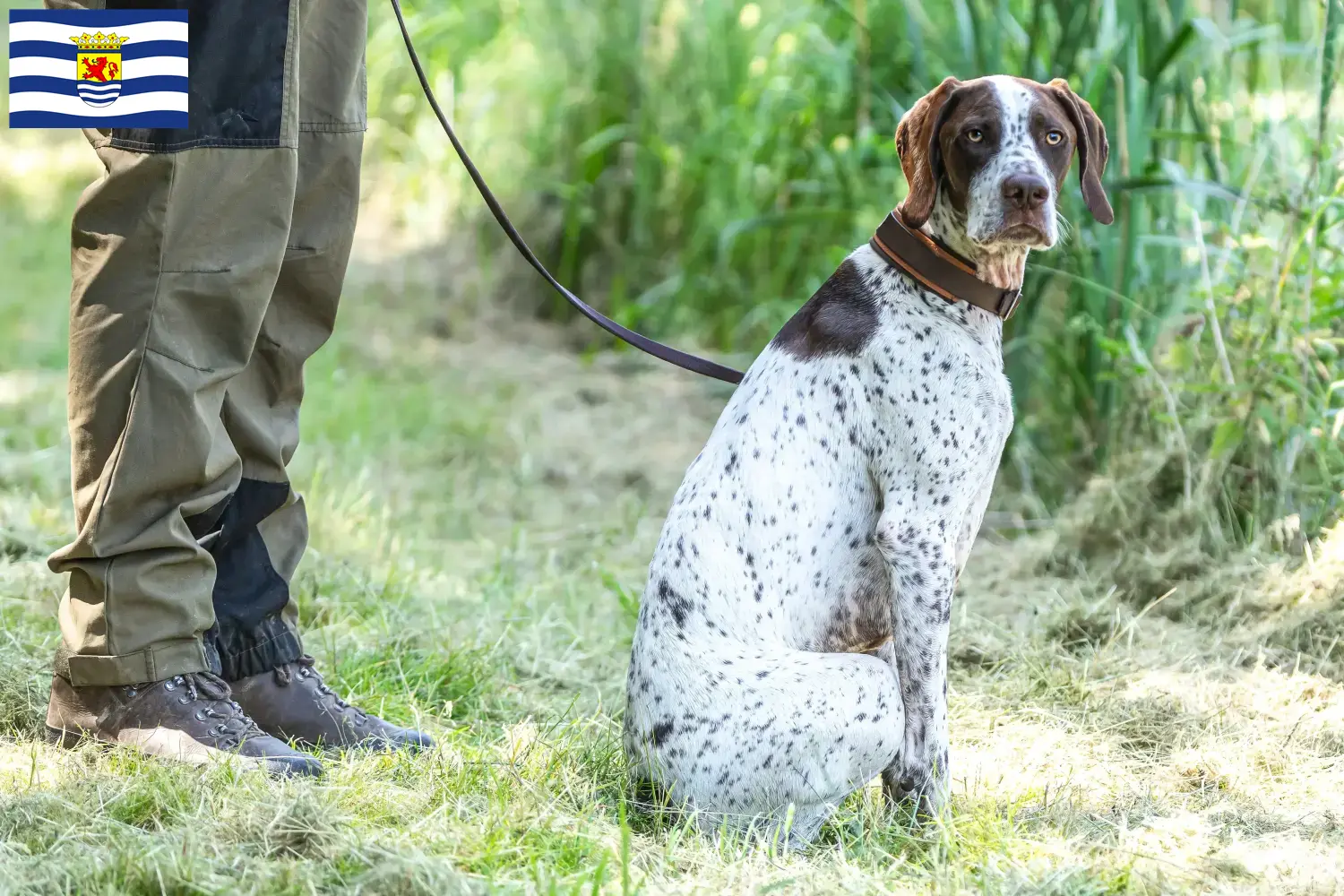 Lees meer over het artikel Braque français type Gascogne fokkers en pups in Zeeland