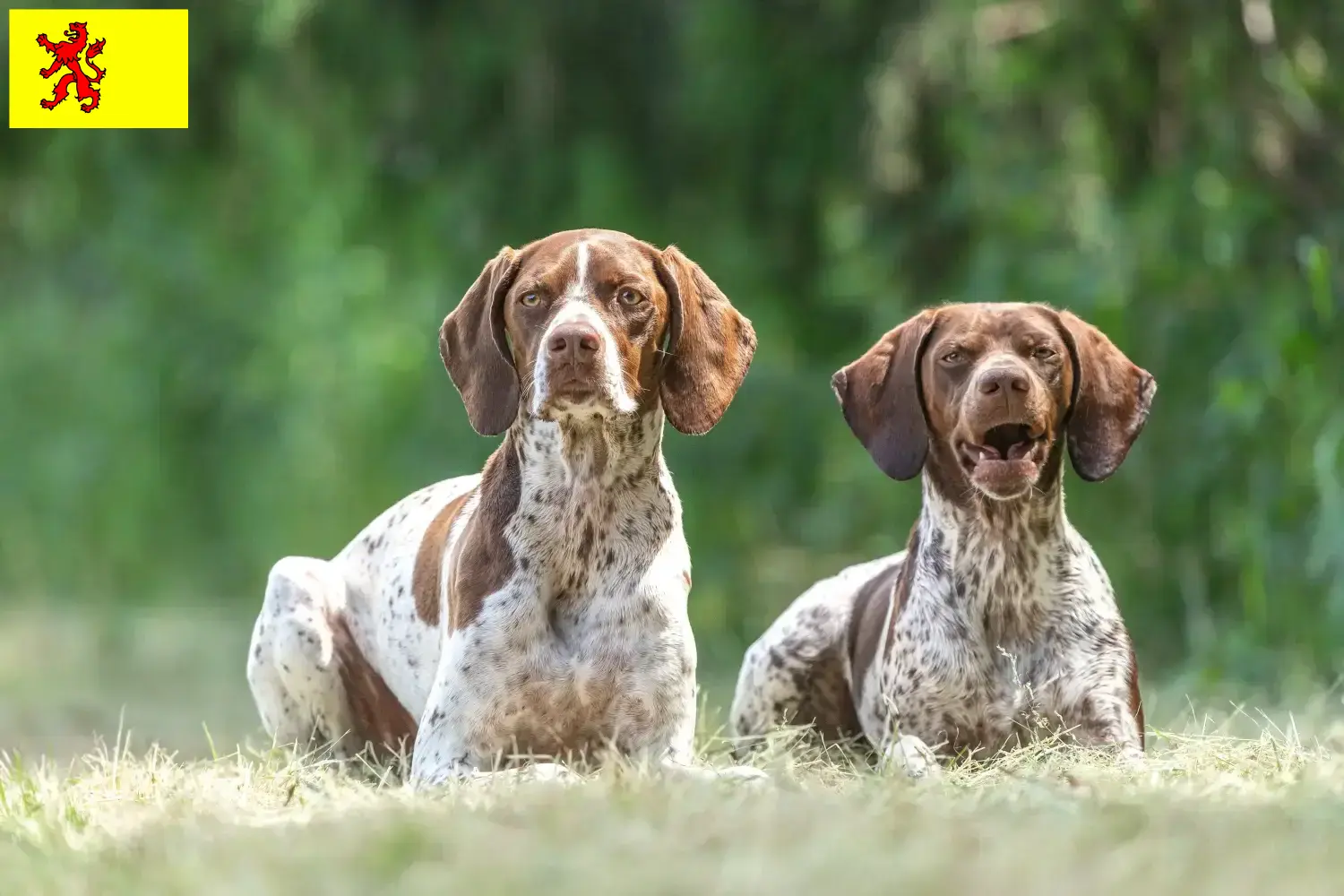 Braque français type Gascogne pups en fokkers Zuid-Holland Vind fokkers van Braque français type Gascognes in Zuid-Holland.