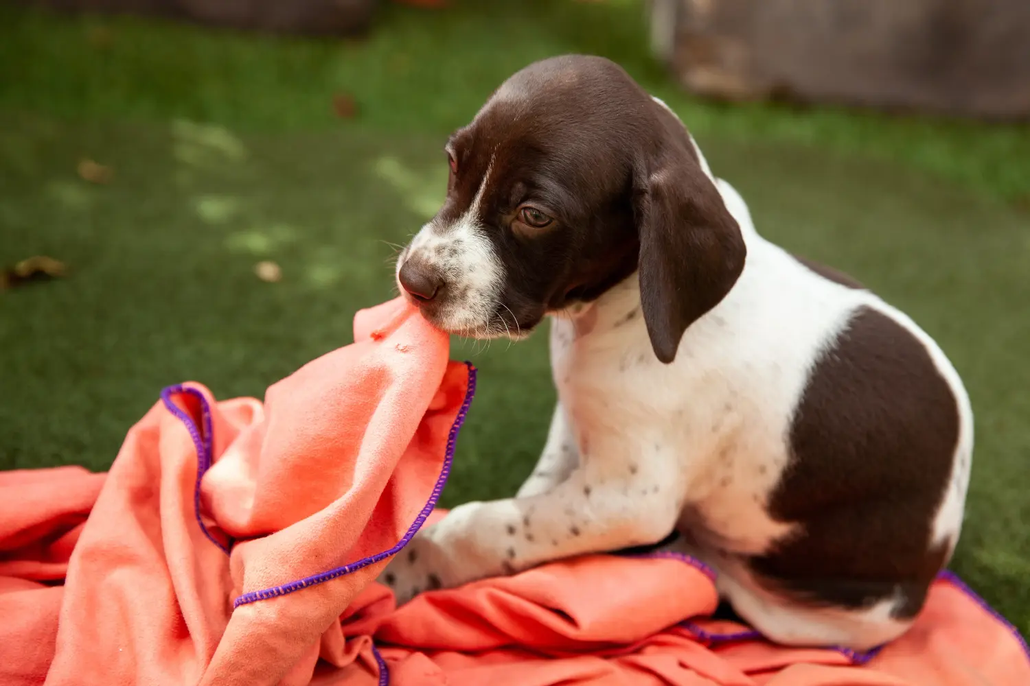 Een Braque français type Gascogne puppy kopen betekent verantwoordelijkheid nemen! Braque français type Gascogne puppy's te koop.