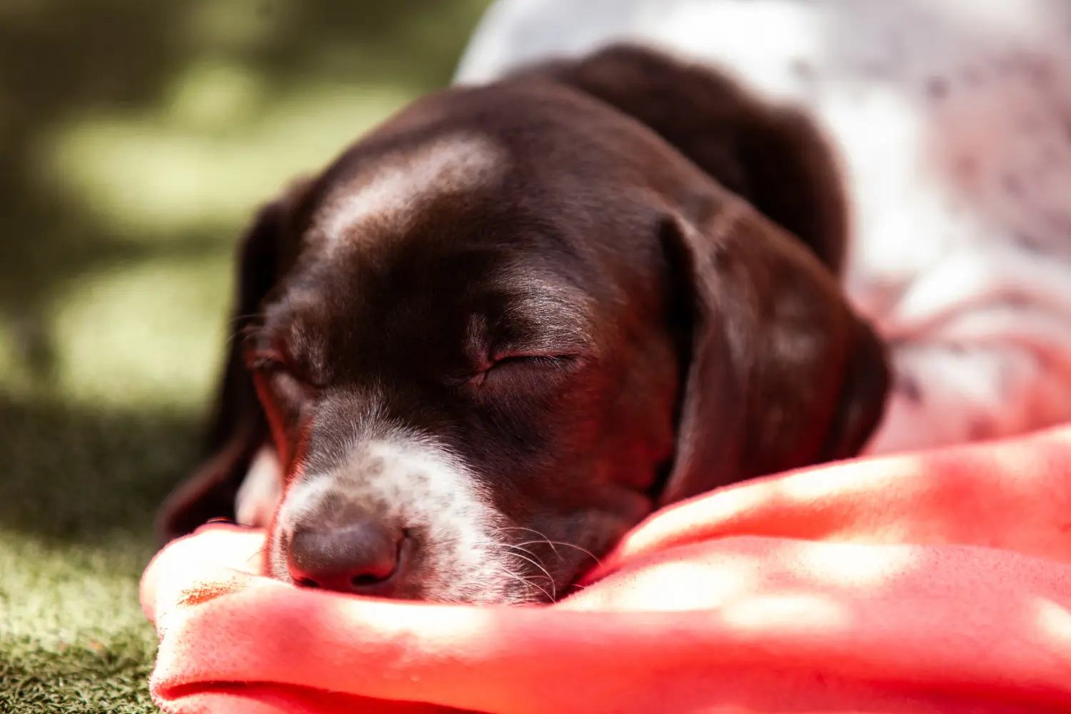 Een Braque français type Gascogne puppy kopen betekent verantwoordelijkheid nemen! Braque français type Gascogne puppy's te koop.