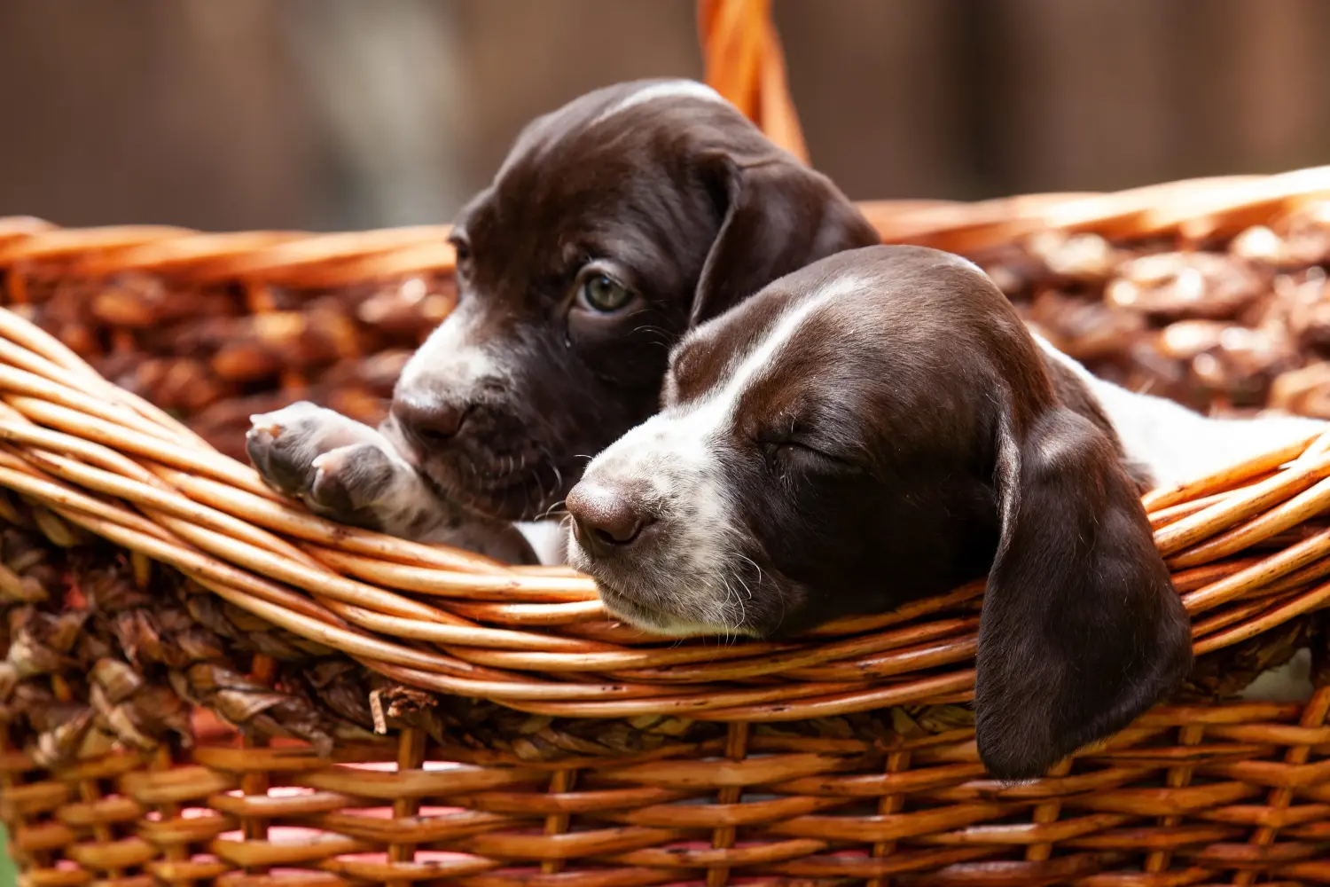 Een Braque français type Gascogne puppy kopen betekent verantwoordelijkheid nemen! Braque français type Gascogne puppy's te koop.