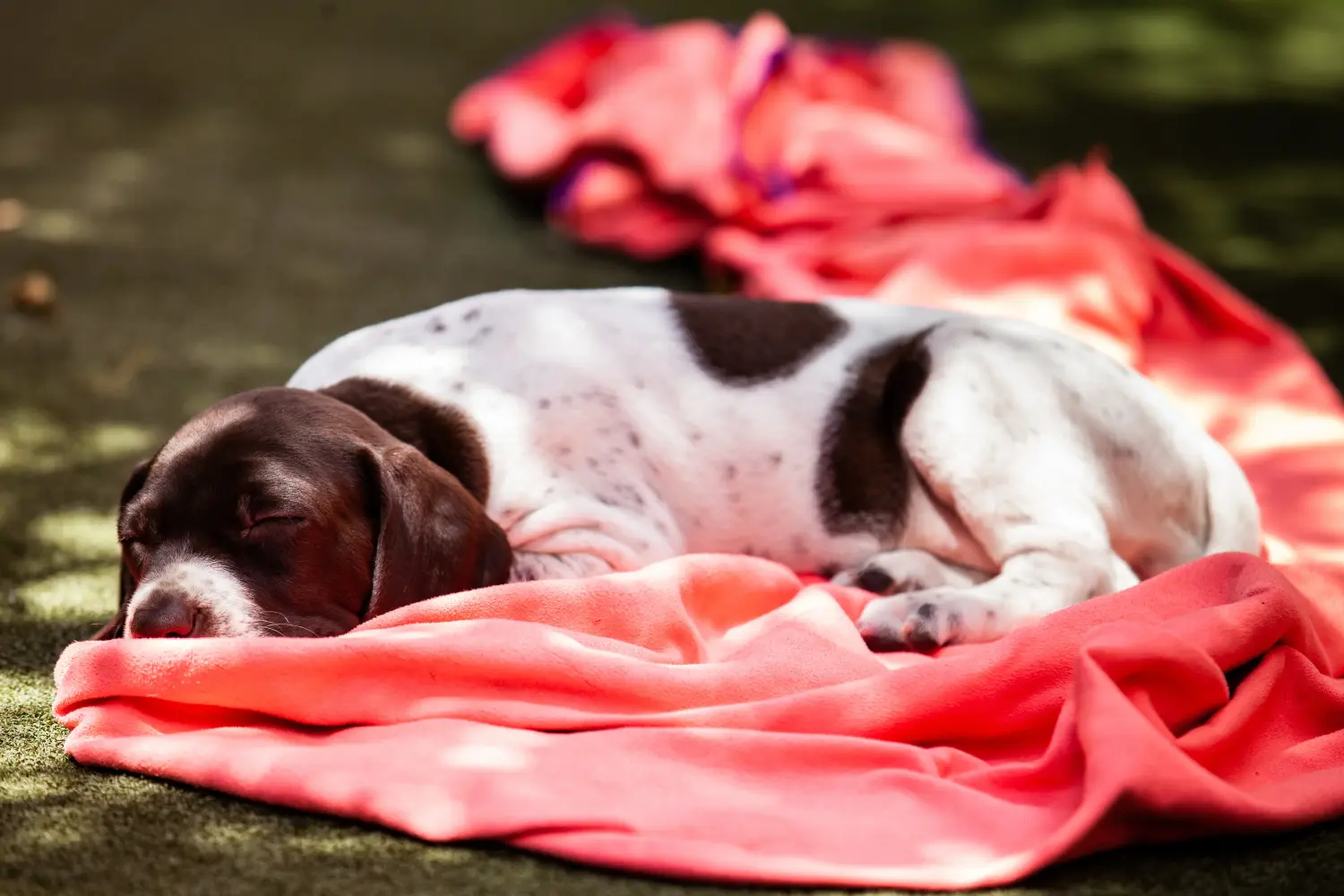 Een Braque français type Gascogne puppy kopen betekent verantwoordelijkheid nemen! Braque français type Gascogne puppy's te koop.