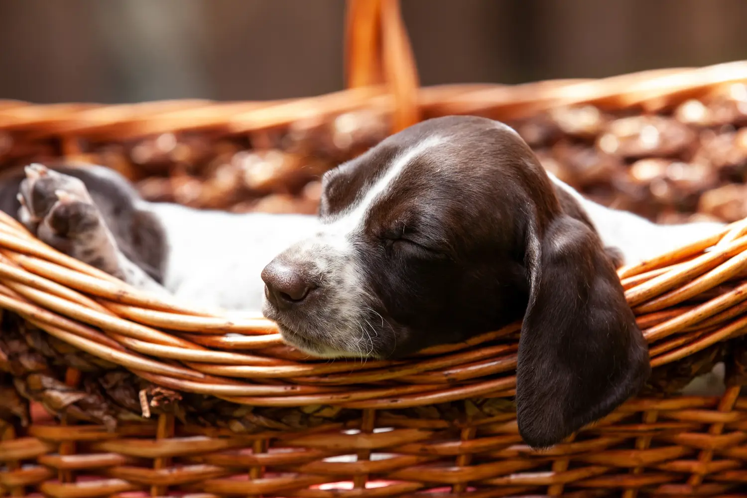 Een Braque français type Gascogne puppy kopen betekent verantwoordelijkheid nemen! Braque français type Gascogne puppy's te koop.