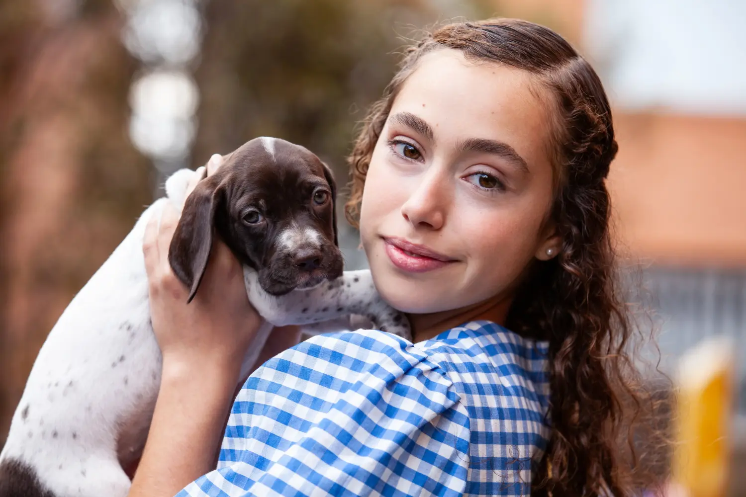 Een Braque français type Gascogne puppy kopen betekent verantwoordelijkheid nemen! Braque français type Gascogne puppy's te koop.