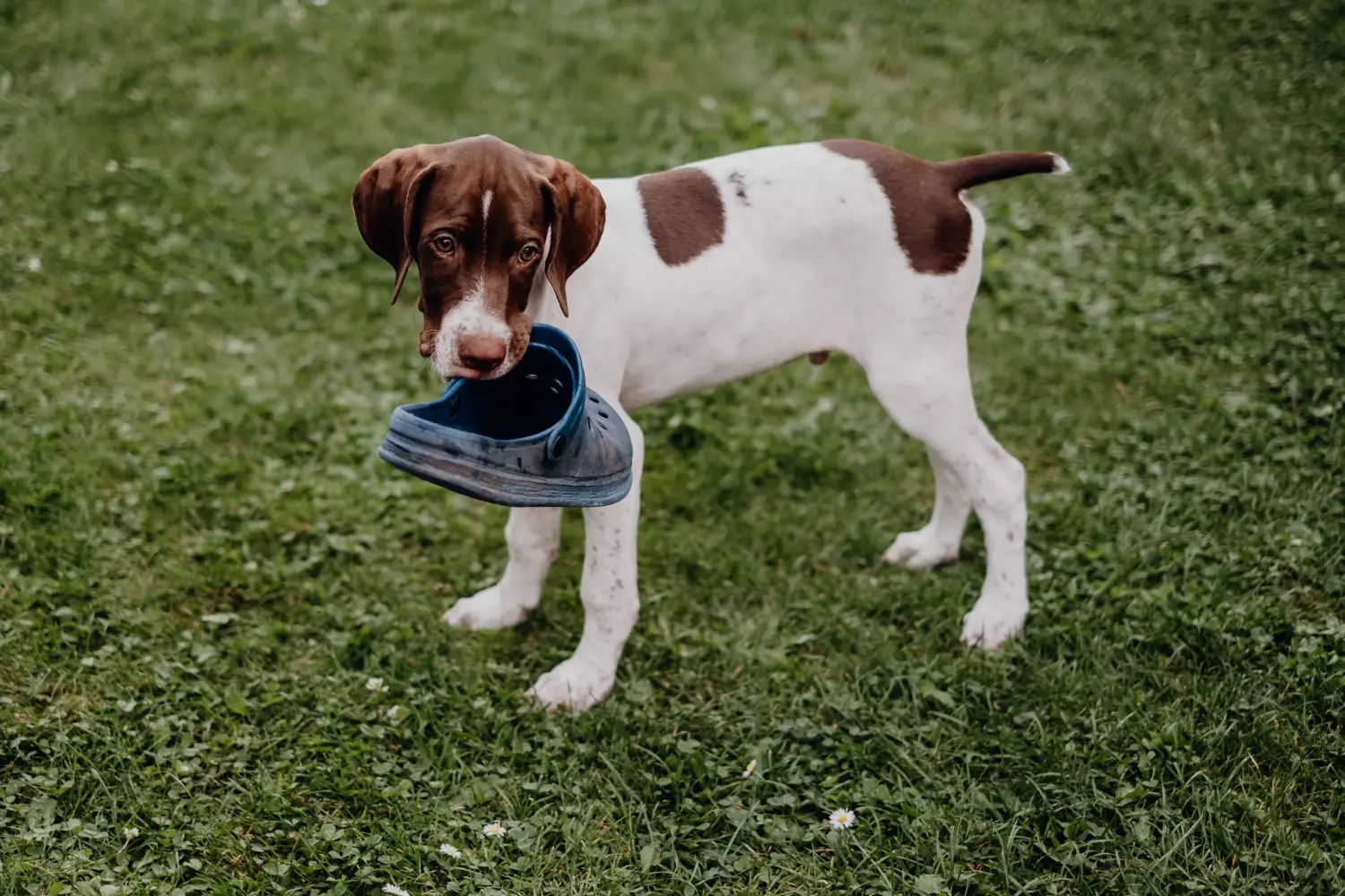Een Braque français type Gascogne puppy kopen betekent verantwoordelijkheid nemen! Braque français type Gascogne puppy's te koop.
