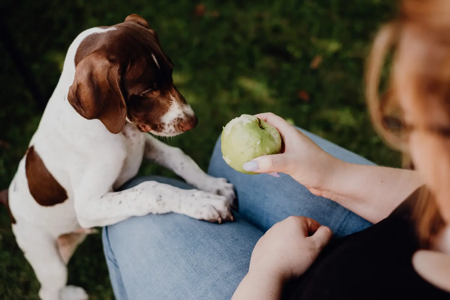 Een Braque français type Gascogne puppy kopen betekent verantwoordelijkheid nemen! Braque français type Gascogne puppy's te koop.