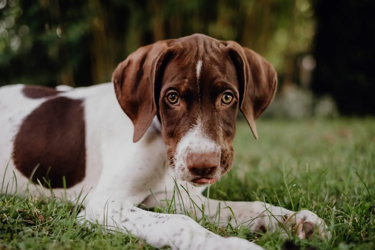 Een Braque français type Gascogne puppy kopen betekent verantwoordelijkheid nemen! Braque français type Gascogne puppy's te koop.