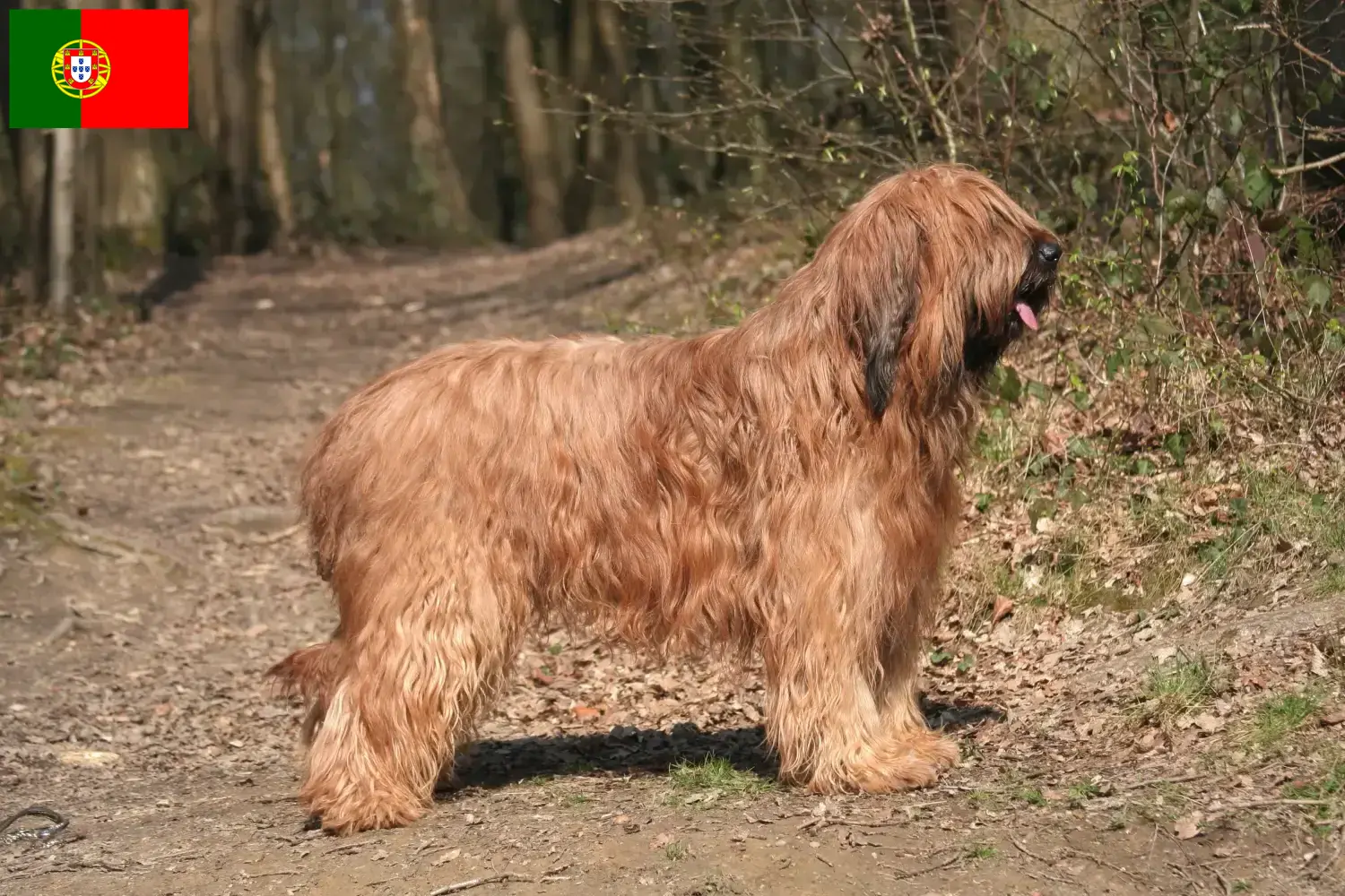 Briard puppy's en fokkers Portugal Hier vind je Briard fokkers in Portugal.