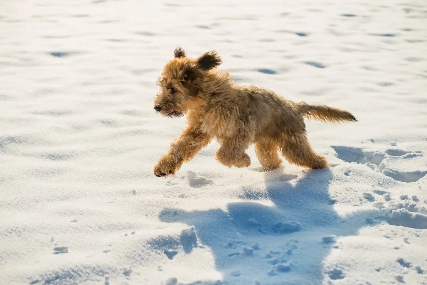 Een Briard puppy kopen betekent verantwoordelijkheid nemen! Briard puppy's kopen.