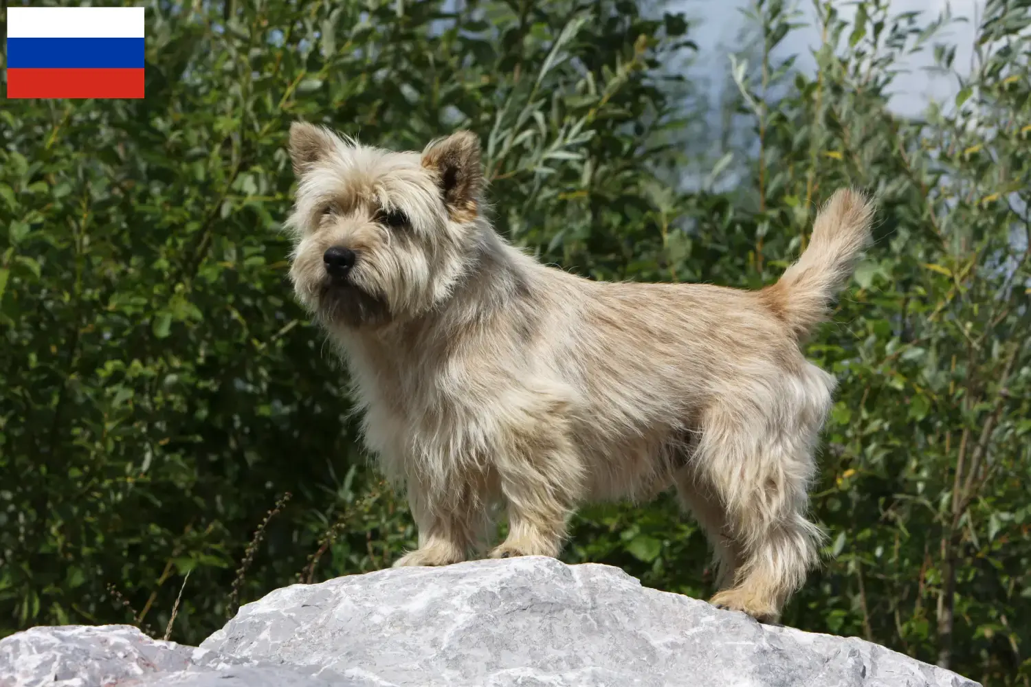 Cairn Terrier puppy's en fokkers Rusland Hier vind je Cairn Terrier fokkers in Rusland.