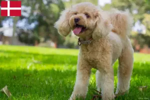 Lees meer over het artikel Cavoodle fokkers en puppies in Denemarken
