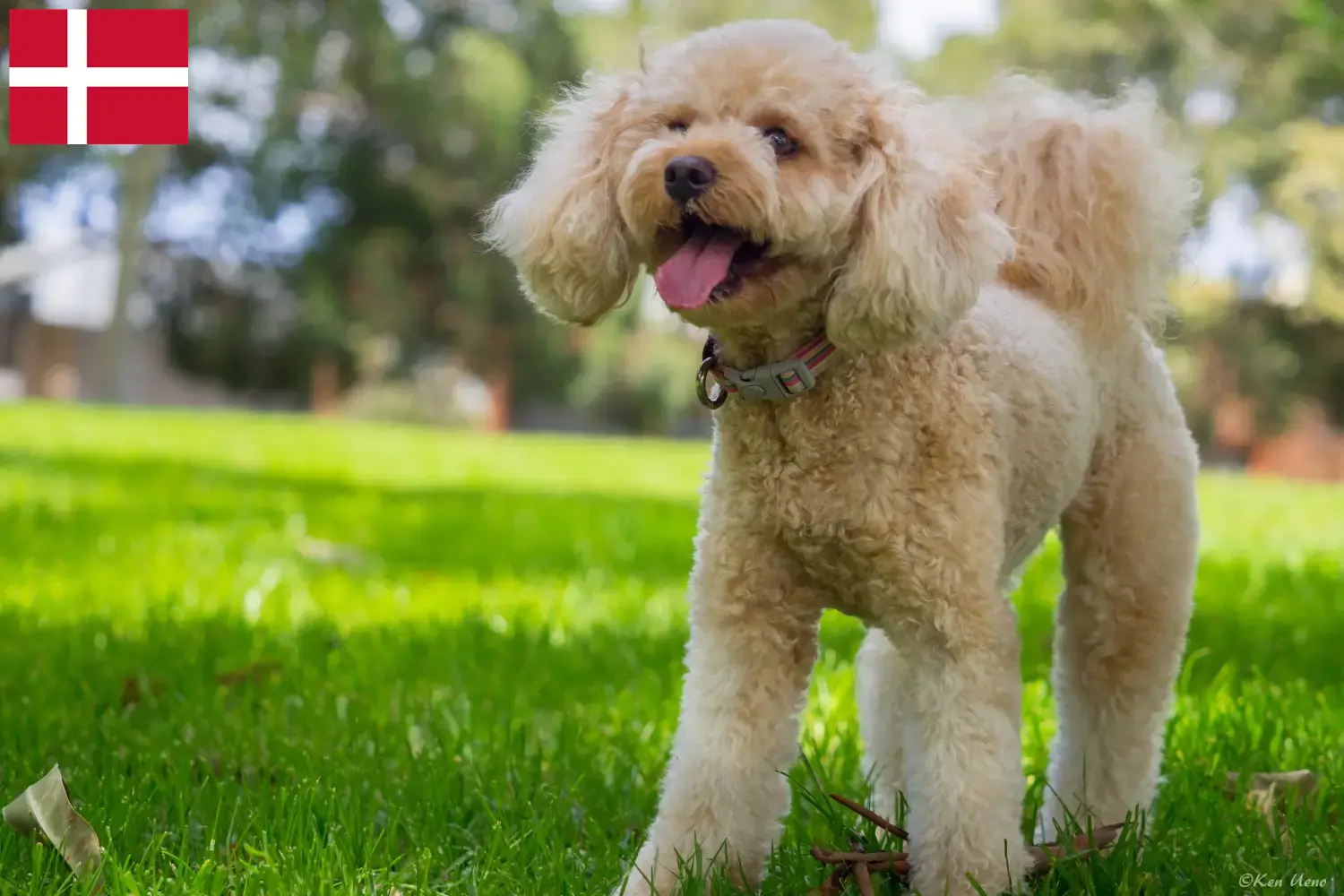 Cavoodle pups en fokkers Denemarken Hier vind je Cavoodles fokkers in Denemarken.