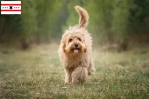 Lees meer over het artikel Cavoodle fokkers en puppies in Drenthe
