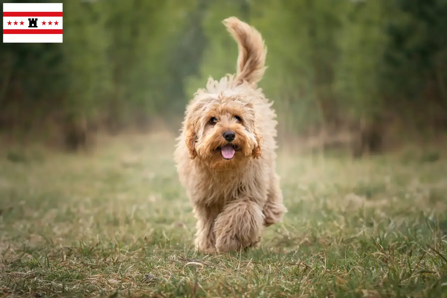 Cavoodle pups en fokkers Drenthe Hier vind je Cavoodles fokkers in Drenthe.