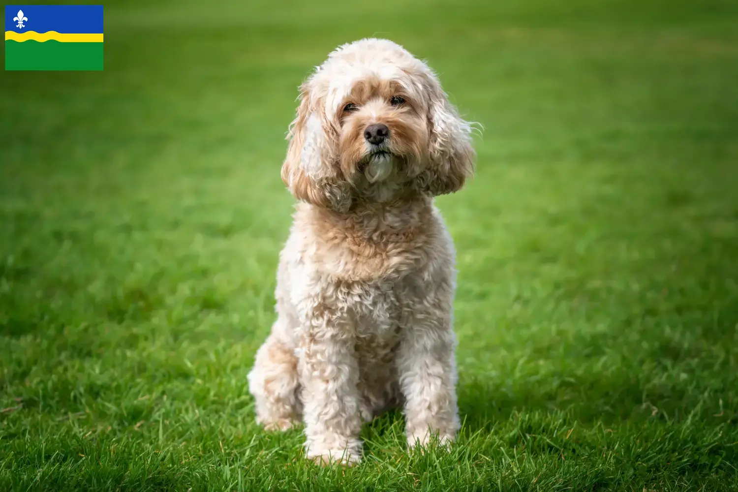 Cavoodle pups en fokkers Flevoland Hier vind je Cavoodles fokkers in Flevoland.