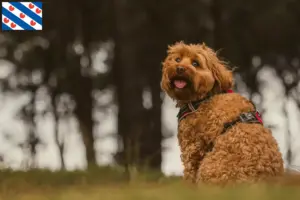 Lees meer over het artikel Cavoodle fokkers en puppies in Friesland