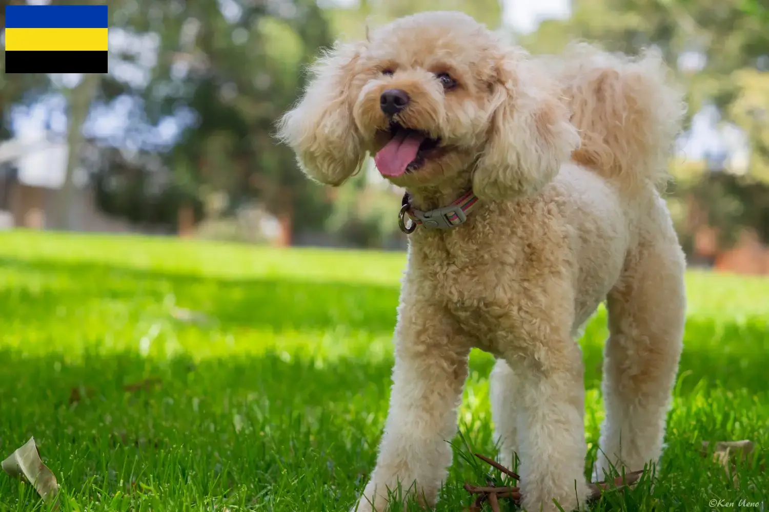 Cavoodle pups en fokkers Gelderland Hier vind je Cavoodles fokkers in Gelderland.