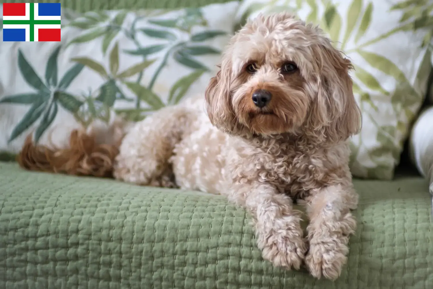 Cavoodle pups en fokkers Groningen Vind hier Cavoodles fokkers in Groningen.