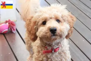 Lees meer over het artikel Cavoodle fokkers en puppies in Limburg