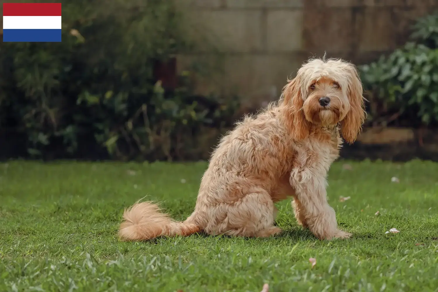 Cavoodle pups en fokkers Nederland Hier vind je Cavoodles fokkers in Nederland.