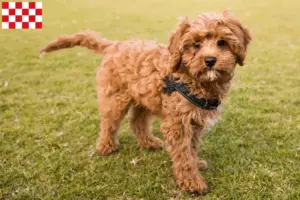 Lees meer over het artikel Cavoodle fokkers en pups in Noord-Brabant