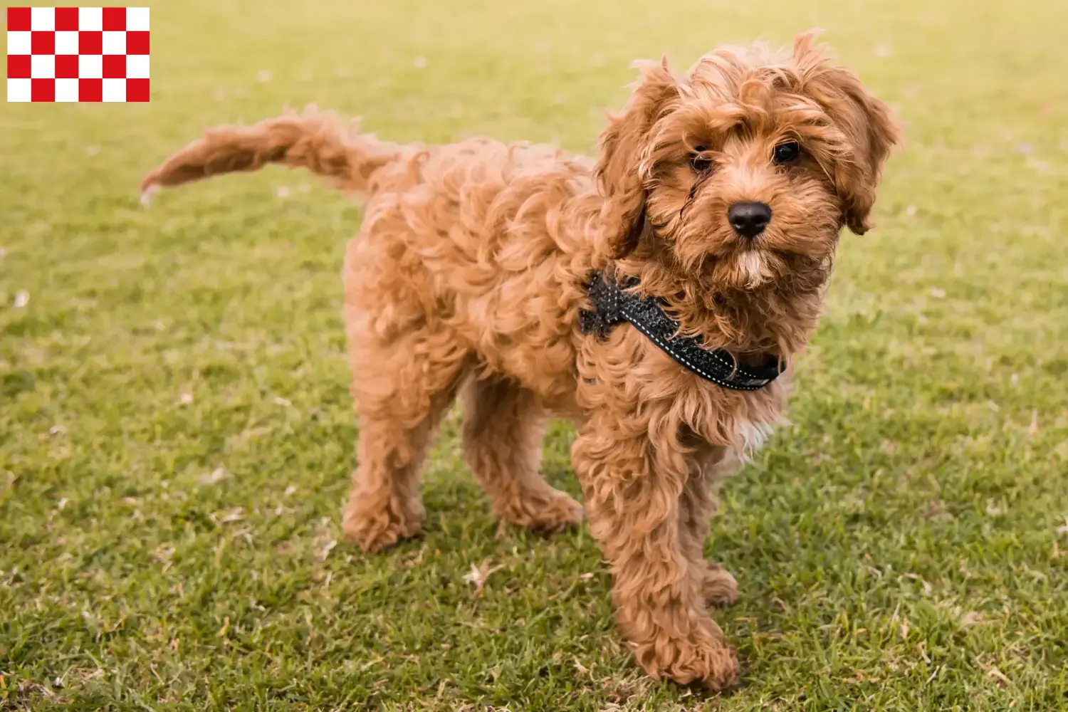 Cavoodle pups en fokkers Noord-Brabant Hier vind je Cavoodles fokkers in Noord-Brabant.