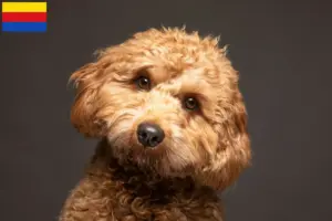 Lees meer over het artikel Cavoodle fokkers en puppies in Noord-Holland