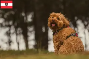 Lees meer over het artikel Cavoodle fokkers en puppies in Oostenrijk