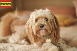 Lees meer over het artikel Cavoodle fokkers en puppies in Overijssel