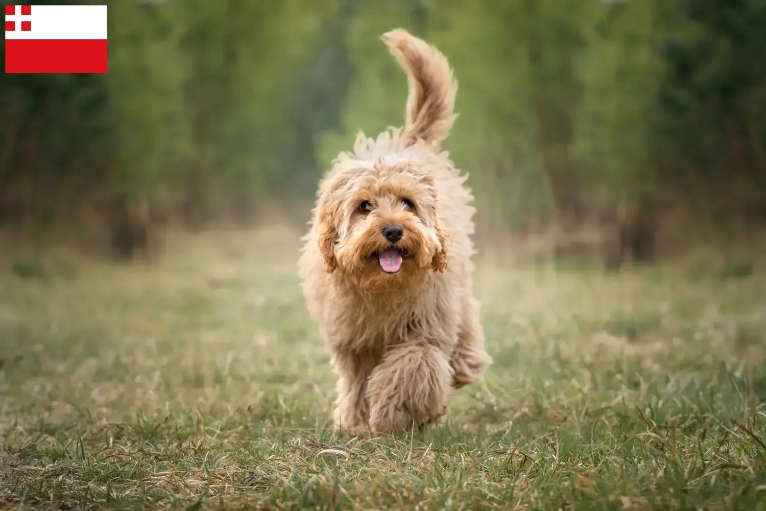Cavoodle pups en fokkers Utrecht Hier vind je Cavoodles fokkers in Utrecht.